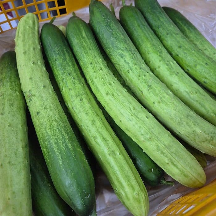 백오이