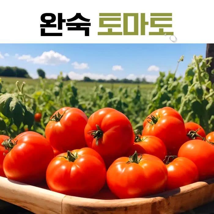 완숙 토마토