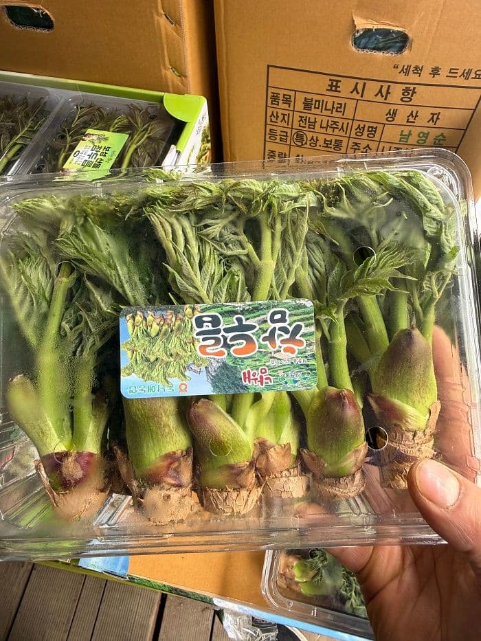 두릅 [참두릅.땅두릅]